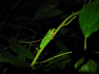Rainette aux yeux rouges dans le jardin de l'hôtel !