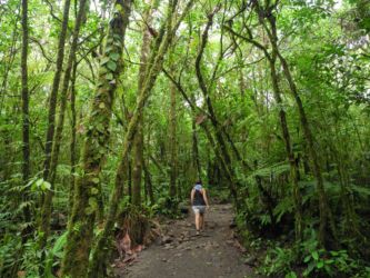 Dans la forêt du Rio Celeste
