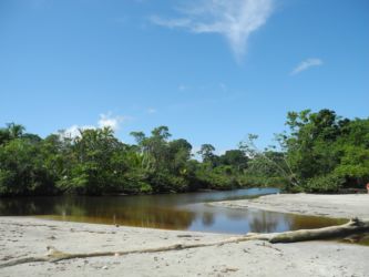 Mangroves du Parque Nacional Cahuita