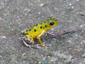 Dendrobate de la forêt de Colon