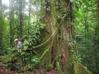 Racines géantes du ceiba