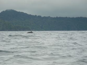 Cétacé à onze heures !